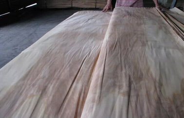 प्रकृति रोटरी कटौती बिर्च लिबास चादर ए ग्रेड, प्राकृतिक लकड़ी लिबास